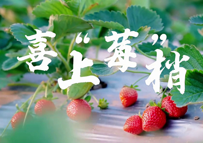 中國(guó)電信的信息技術(shù)正成為草莓種植戶拓展銷售、傳播口碑的新農(nóng)具_(dá)400.jpg